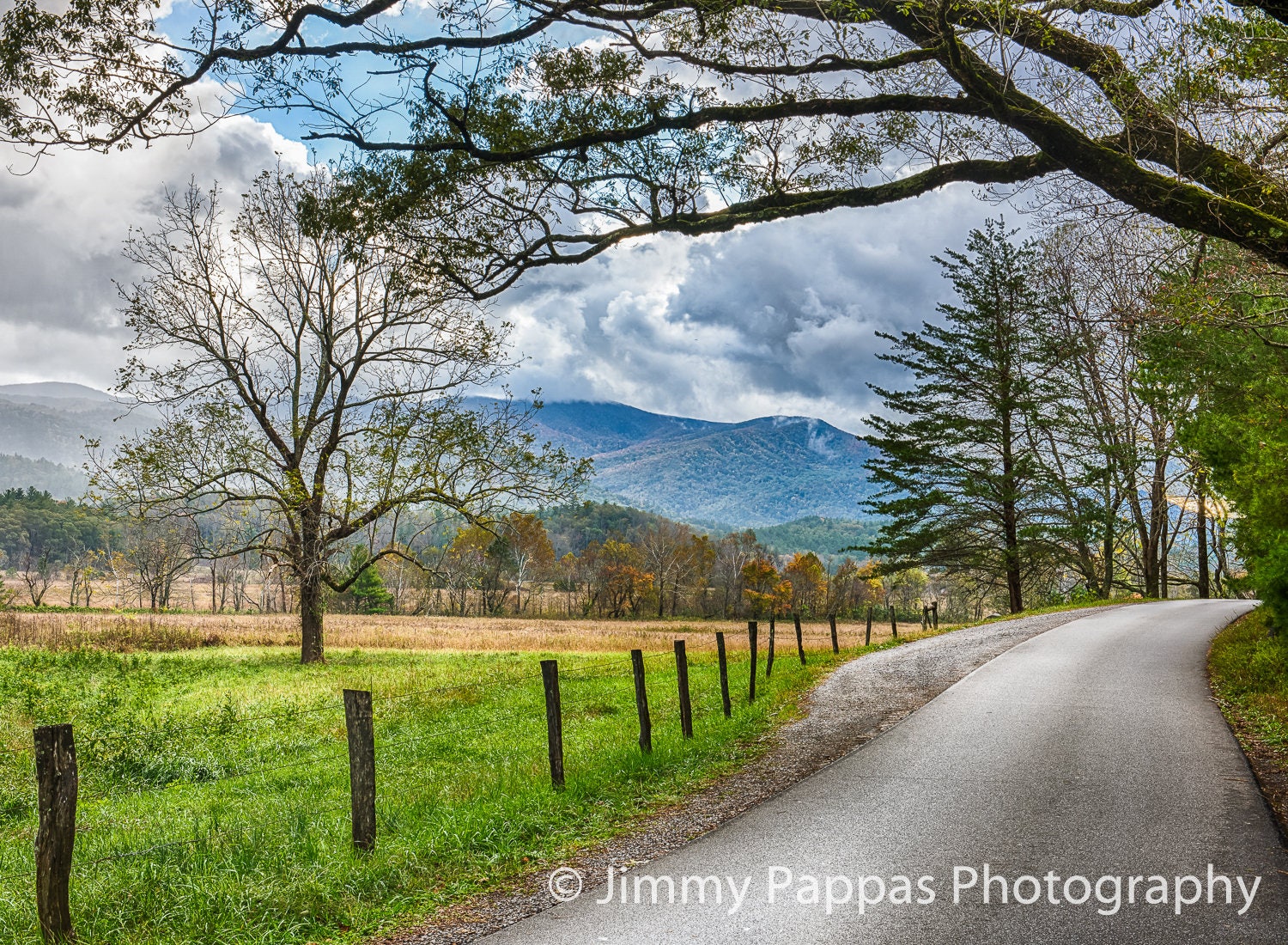Are Dogs Allowed In Cades Cove