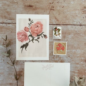 Carte postale imprimée rose - Histoire naturelle