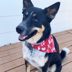 Nebraska husker dog apparel sales