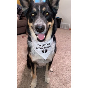 pregnancy announcement bandana, pregnancy dog bandana, I'm getting a Tiny Human Dog bandana