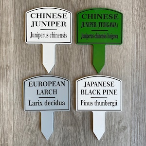 May include: Four white plant markers with black text. The markers are labeled "Chinese Juniper", "Chinese Juniper (Itoigawa)", "European Larch", and "Japanese Black Pine".