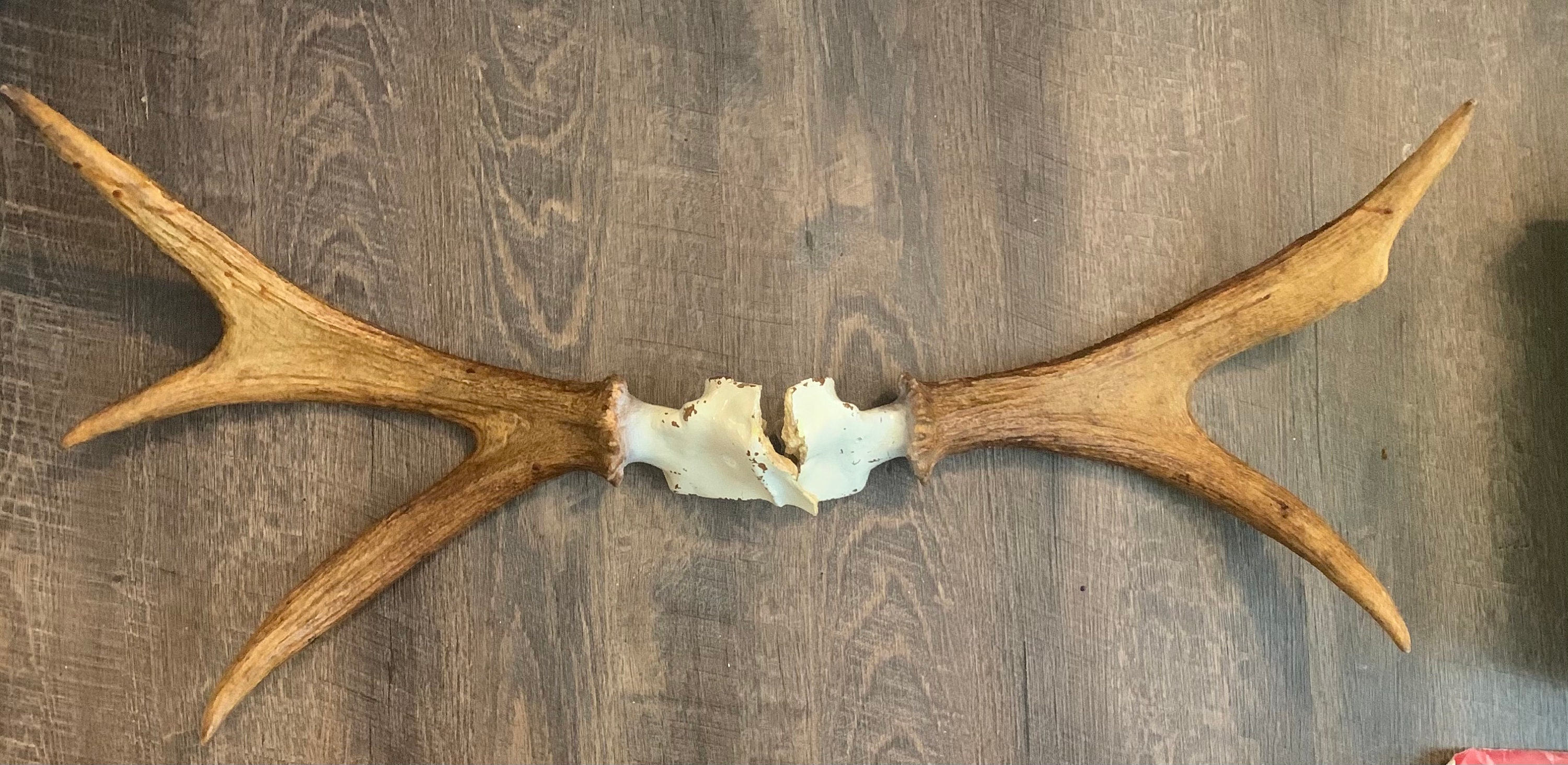 Moose Antlers for sale Only 2 left at 70