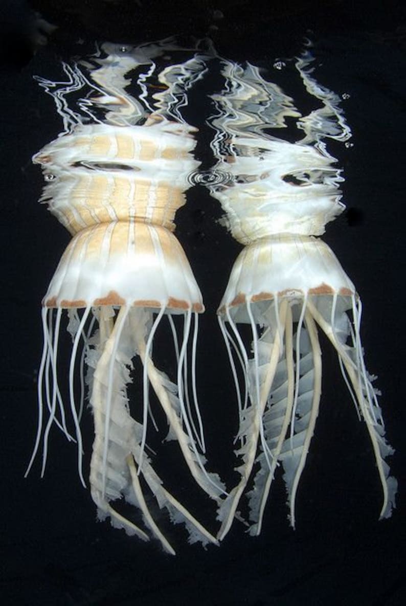 Filigree Jellyfish 8x10