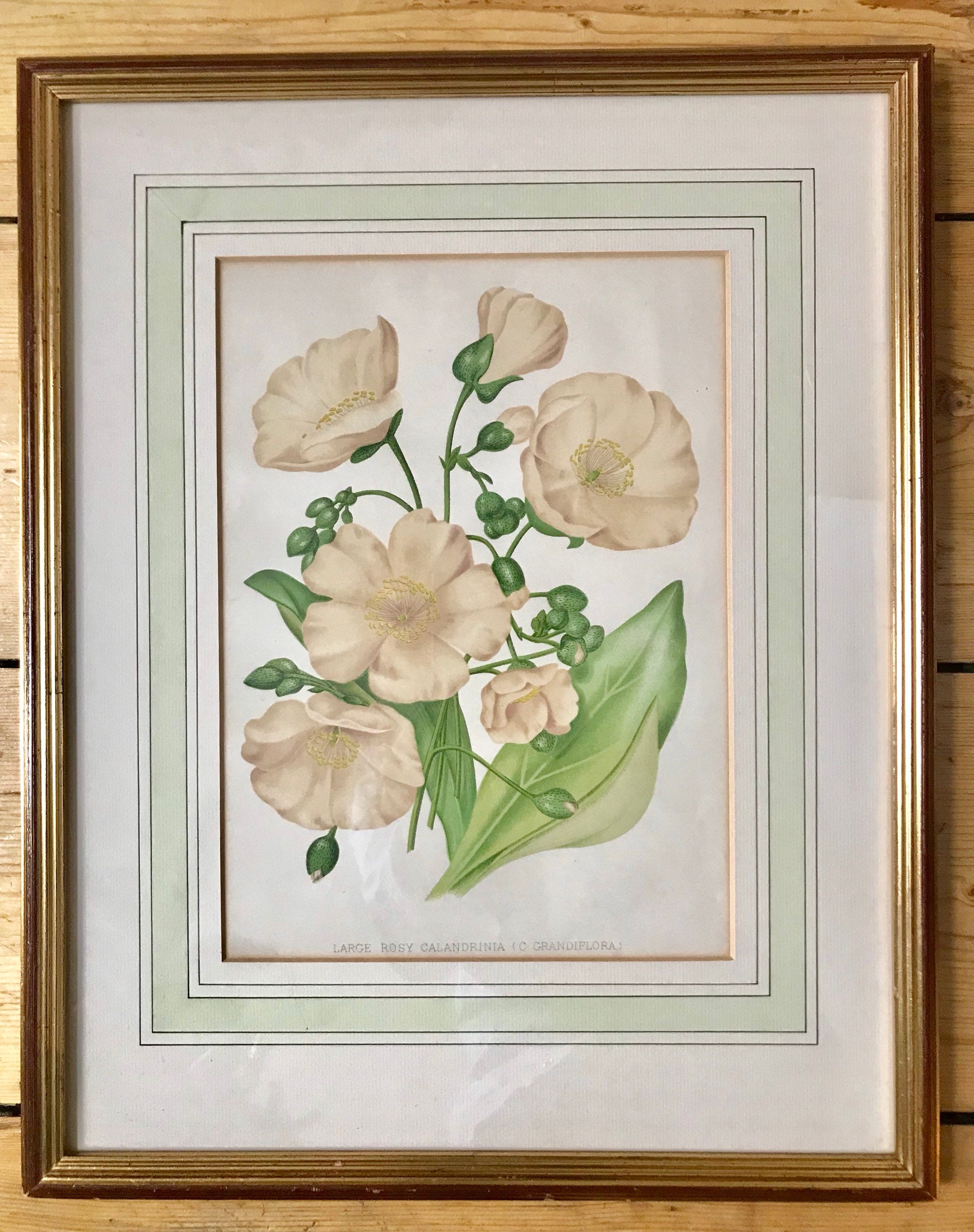 Redouté - Lithographie Botanique Française Vintage Rose Pâle et Vert Représentant Une Espèce de Rose