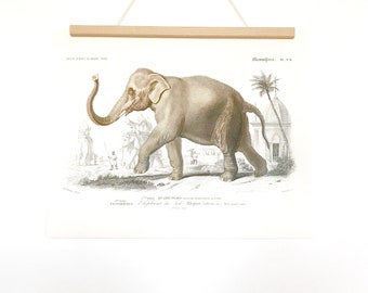 Color poster depicting the Asian Elephant