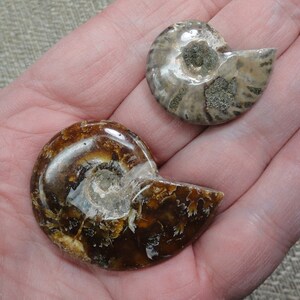 Nice Pair Of Polished Ammonite Fossils / Fossil / Specimen