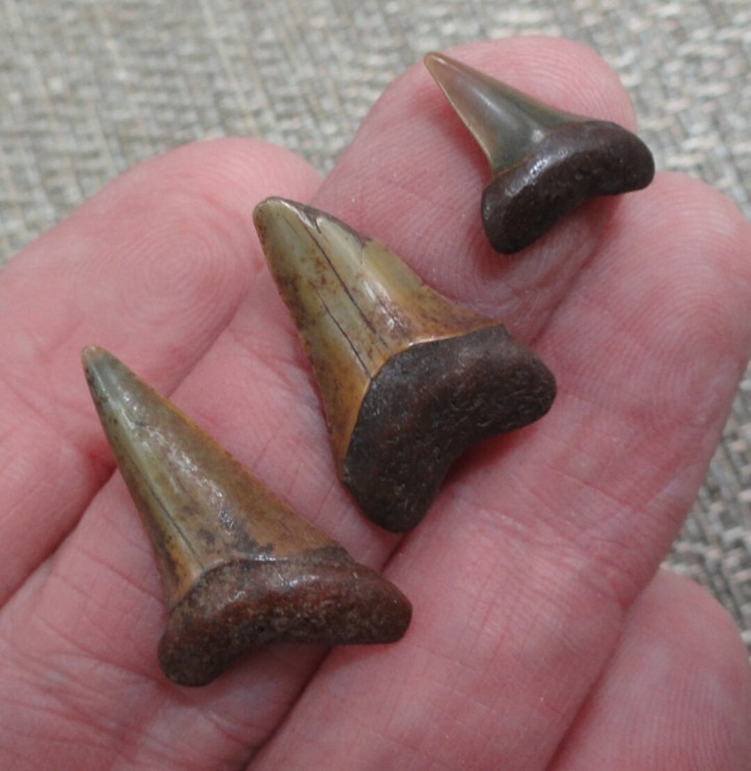 3 Nice Fossil Sharks Teeth / Florida Etsy