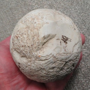 May include: A spherical, off-white fossilized sea urchin with a textured, calcified surface. The object features a distinct five-pointed star pattern on its top, with natural crevices, small indentations, and subtle brown mineral deposits.
