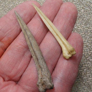 May include: Two pointed, elongated bone fragments with a natural, tapered shape. One fragment is a weathered, dark gray-brown color, while the other is a smooth, light cream-white color. Both pieces feature a thicker, textured base.