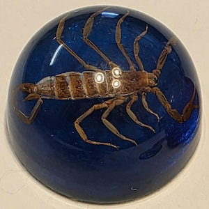 May include: A dome-shaped paperweight made of clear, deep blue resin containing a preserved brown scorpion specimen. The scorpion is positioned horizontally within the center of the smooth, rounded, translucent blue material.