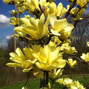 Yellow Bird Magnolia 2.5" pot