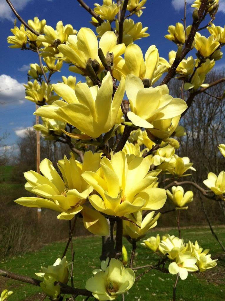 Yellow Bird Magnolia - Etsy Italia