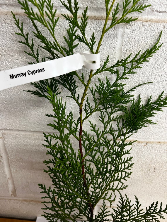25 Murray Cypress 2.5