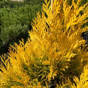 Golden Arborvitae (thuja plicata) tree qt pot