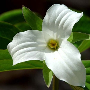 5 White Trillium bulbs Wood Lily (Trillium graniflorium)