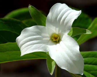 5 White Trillium bulbs Wood Lily (Trillium graniflorium)