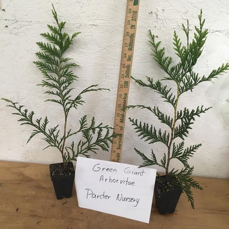 Thuja Green Giant Arborvitae 15 plants 3 pot