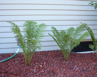 5 Tennessee Ostrich-Glade fern rhizome bare root