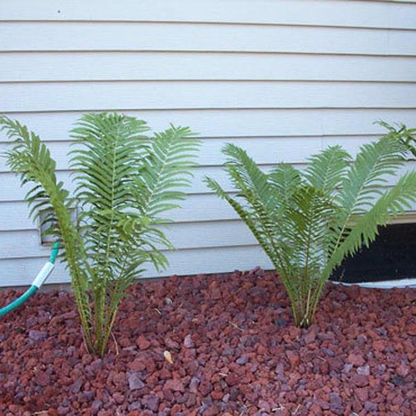 5 Tennessee Ostrich-Glade fern rhizome bare root