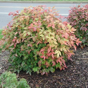 Dwarf Nandina Firepower (ornamental shrub)