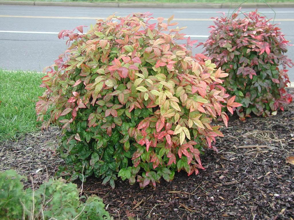 Dwarf Nandina Varieties