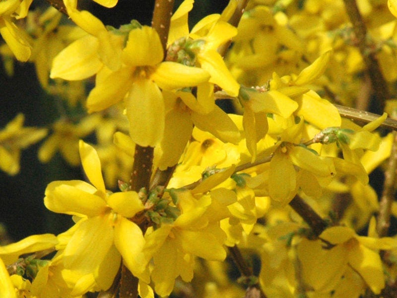 Forsythia Lynwood Gold 