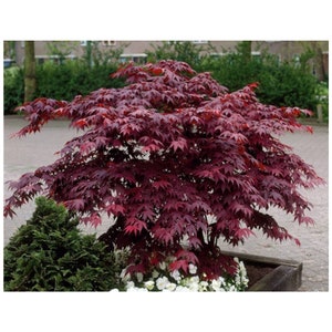 May include: A vibrant red Japanese maple tree with lush foliage, planted in a large wooden planter. The tree is surrounded by white flowers and green foliage.