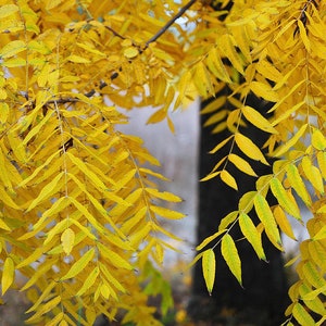 May include: Close-up of a tree branch with yellow leaves. The leaves are long and narrow, and they are arranged in a symmetrical pattern. The leaves are a bright yellow color, and they are illuminated by the sun.