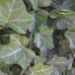 May include: A close-up of a green ivy plant with leaves of various sizes and shapes. The leaves have a textured surface and a light green color.