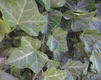 English Ivy Heart Topiary, Metal Pot | Terrain