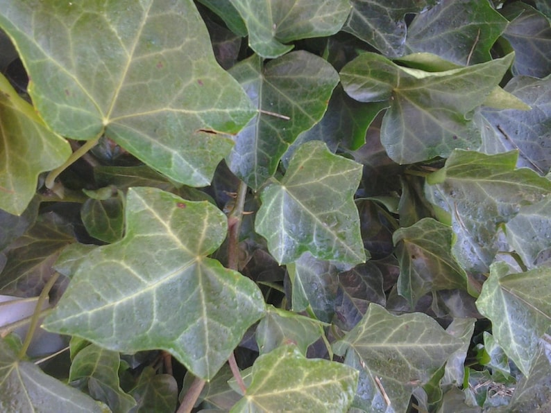 BALTIC IVY sub zero ivy 5 bare root plants