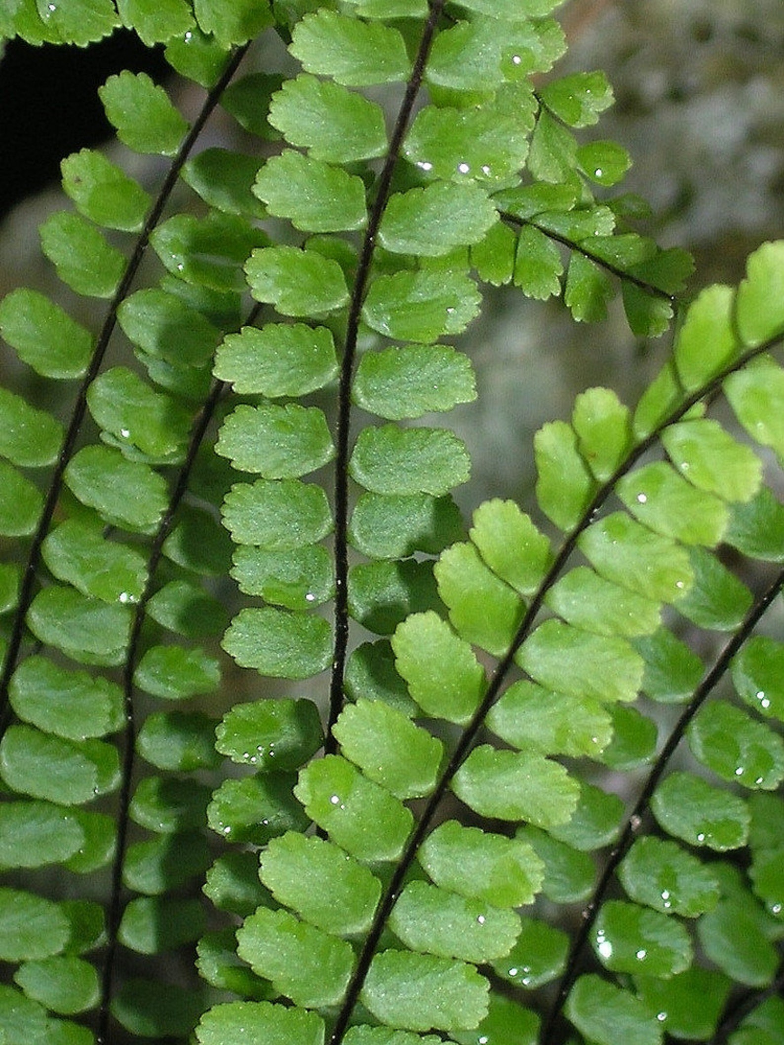 5 MAIDENHAIR SPLEENWORT Fern Rhizome/root - Etsy