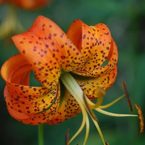 Turk&#39;s Cap Lily 5 root bulbs  Lilium superbum