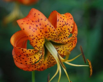 Turk's Cap Lily 5 root bulbs  Lilium superbum