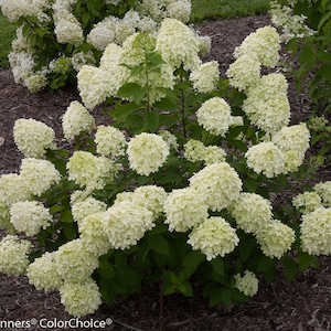 LITTLE LIME® Hydrangea PP22330