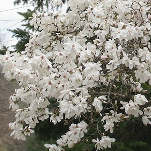 Star Magnolia 4"pot Magnolia stellata