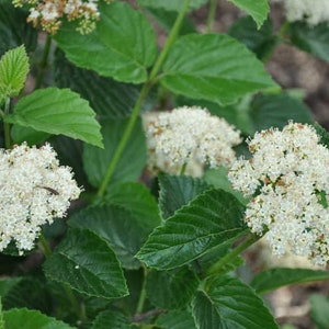 CHICAGO LUSTRE viburnum shrub