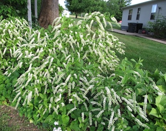 ITEA HENRY'S GARNET Virginia sweetspirea