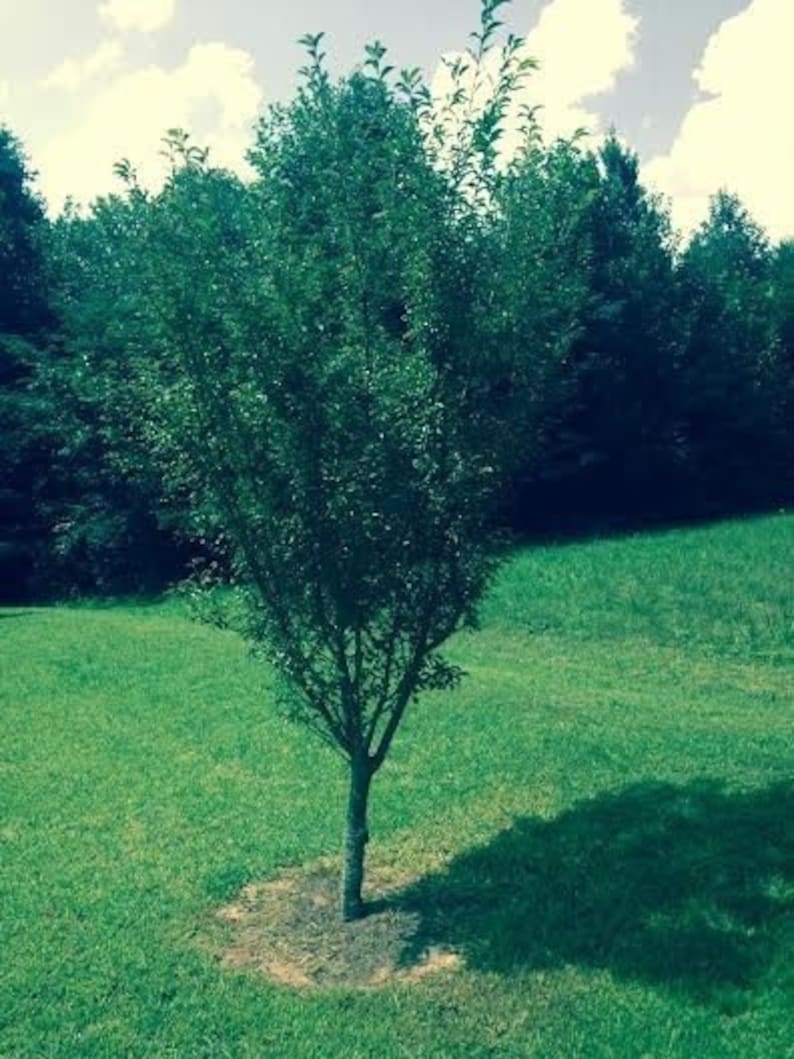 Okame Flowering Cherry tree | Etsy