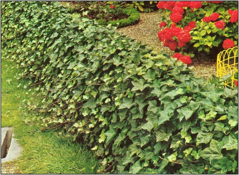 BALTIC IVY sub zero ivy 5 bare root plants