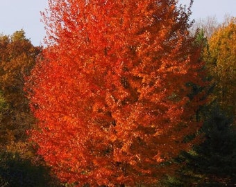 Autumn Blaze Maple quart pot