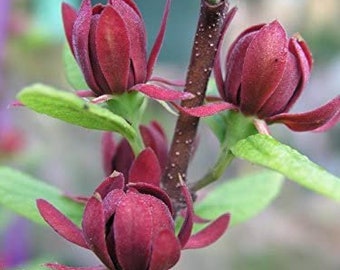 Carolina Allspice Sweet Shrub, Calycanthus  Fragrant Dark Red Blooms