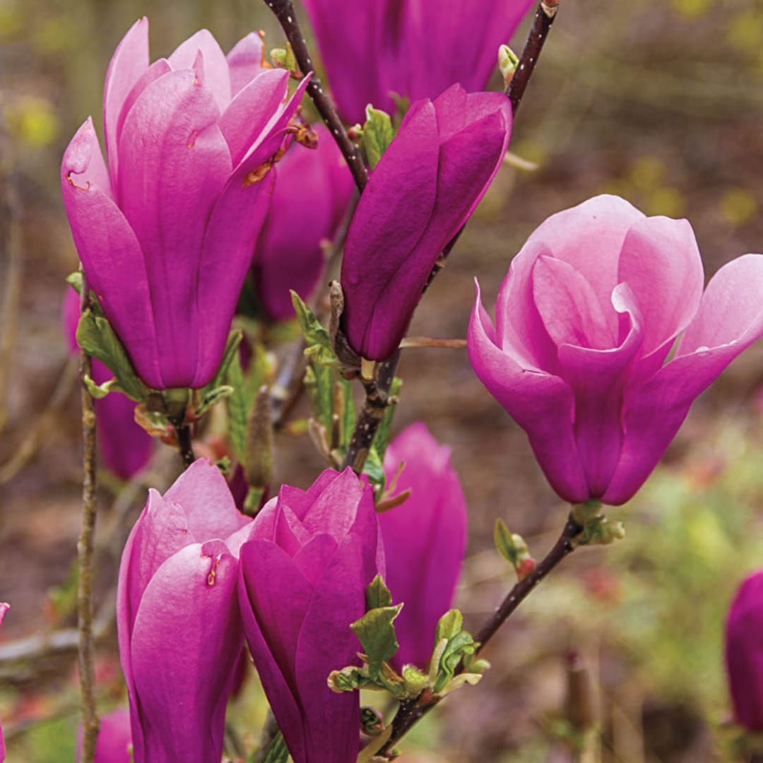 Jane Magnolia Gallon Pot Shrub/tree