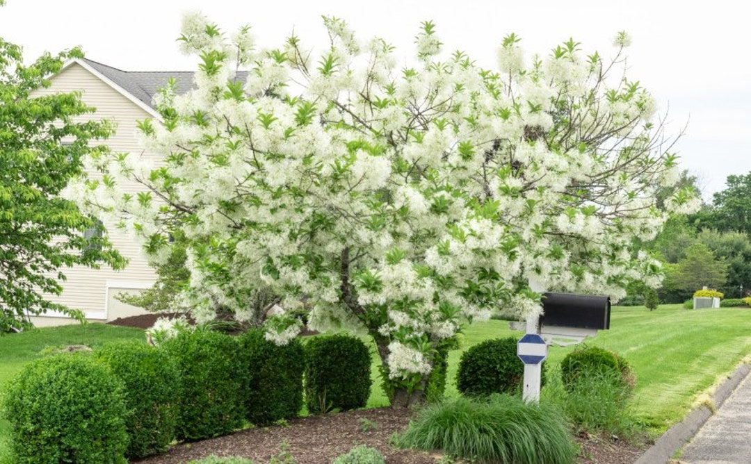 White Fringe Tree Qt. Pot Grancy Graybeard Chionanthus Virginicus Etsy
