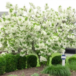 White Fringe tree qt. pot Grancy Graybeard Chionanthus virginicus