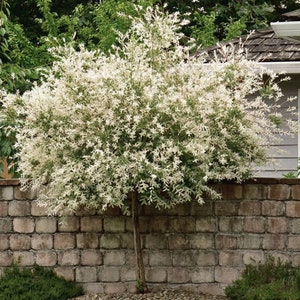 May include: A weeping willow tree with white flowers growing in a backyard. The tree is planted in front of a brick wall and a house with a gray siding.