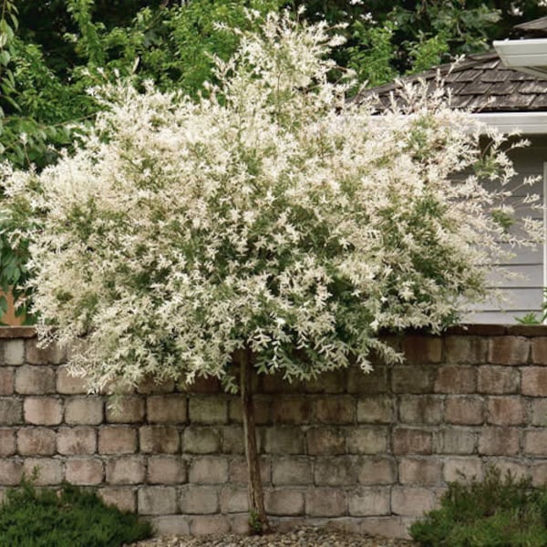 Japanese Dappled Nishiki Willow 4" pot shrub/tree