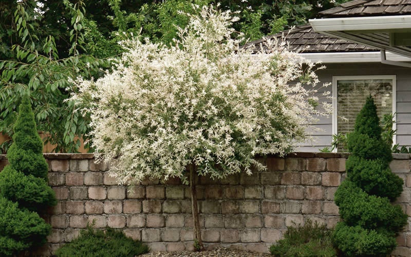 Japanese Dappled Nishiki Willow 1 qt. pot shrub/tree Etsy
