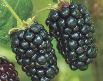May include: Close-up of ripe blackberries on the vine. The berries are a deep, glossy black, clustered together with green stems and leaves in the background. The image highlights the freshness and natural beauty of the fruit.