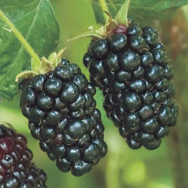 May include: Close-up of ripe blackberries on the vine. The berries are a deep, glossy black, clustered together with green stems and leaves in the background. The image highlights the freshness and natural beauty of the fruit.
